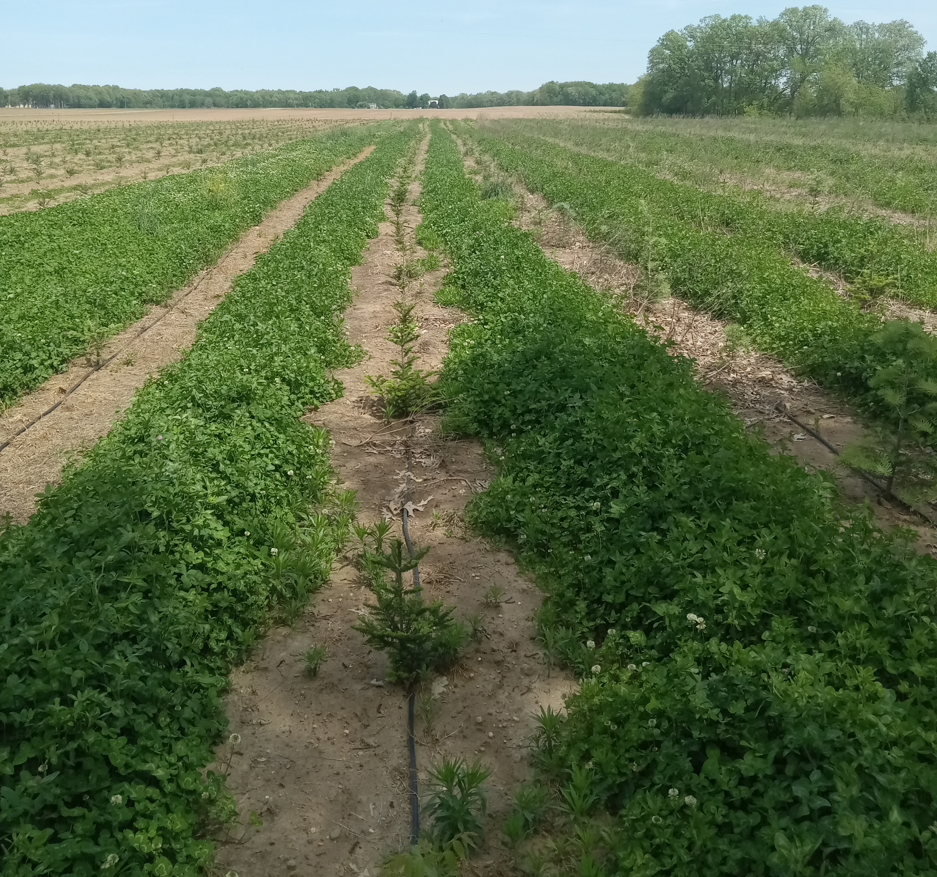 A Christmas tree field with weeds growing between rows.